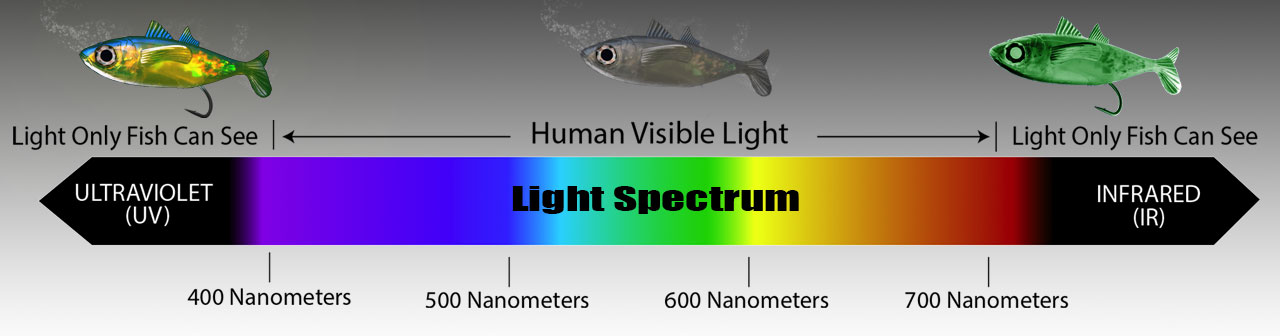 UV Blast Ultraviolet Light Lure Enhancer 